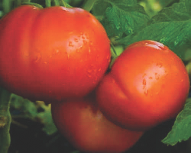 Goliath Italian Hybrid Tomato Seeds